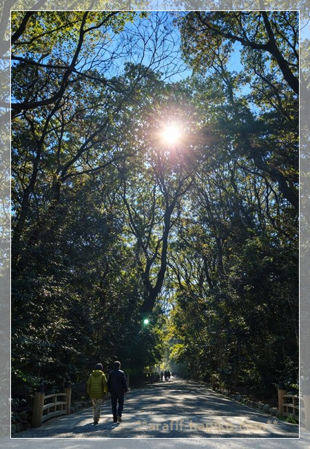 熱田神宮の参道 熱田の森の木々と差し込む日差し 初詣の日の空気感