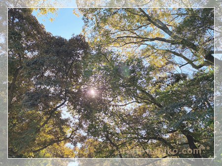 熱田の森の木々の間から見える太陽 光が差し込む熱田神宮の空気感