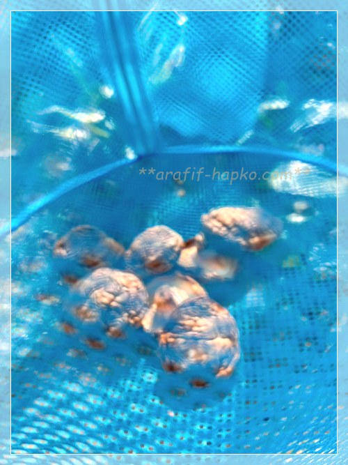 自宅の庭でネットに入れて干しているコストコの菌床栽培生椎茸